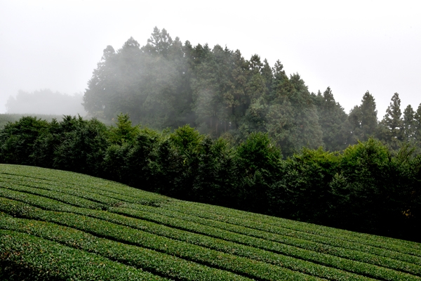 11白鳥茶園1.jpg