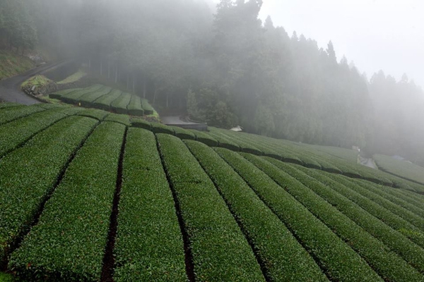 41白鳥茶園2.jpg