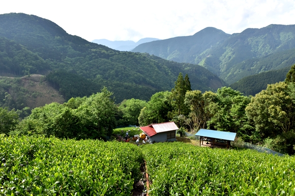 茶園全景-1.jpg
