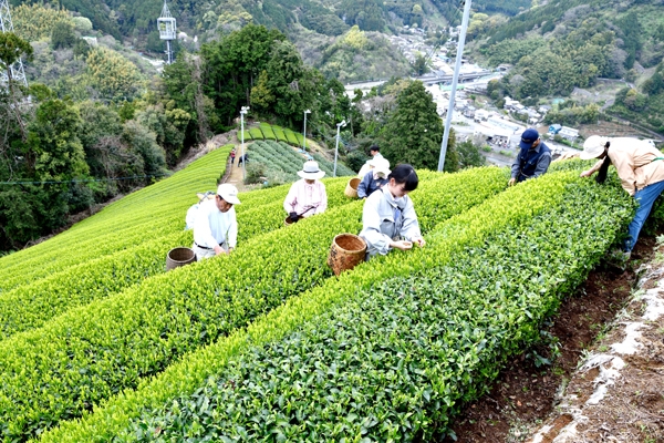 お茶摘み0001.jpg
