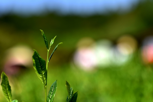 leaf0-1.jpg
