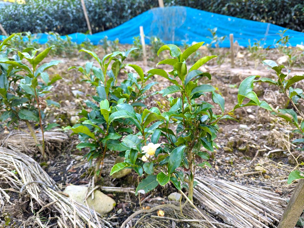ゆめすみか茶園画像