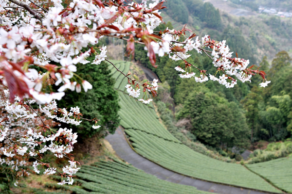 8高山桜.jpg