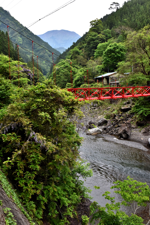 天竜水窪ＪＡＳ有機藤永茶園 2015年新茶の摘採、製造を訪ねて - お茶の葉ブログ